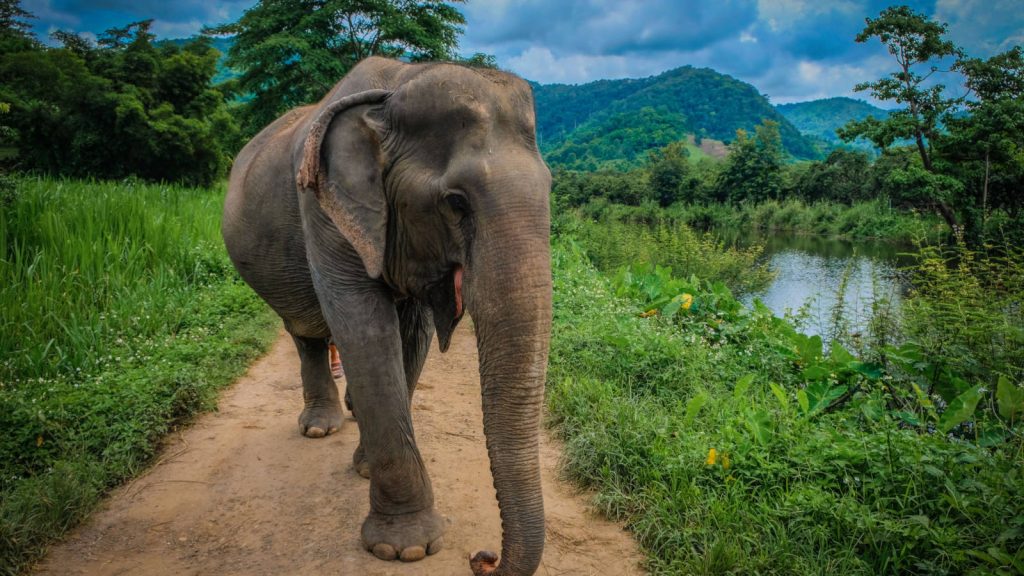 How to find an ethical elephant sanctuary in Thailand
